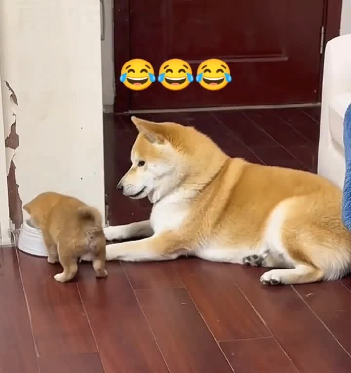 @funnypets818
