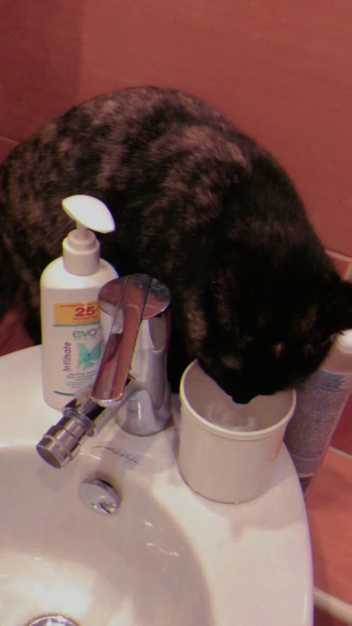 @Drinking_Cat