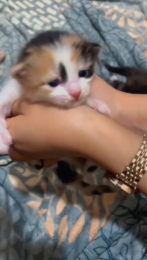 @amhhoa1999
