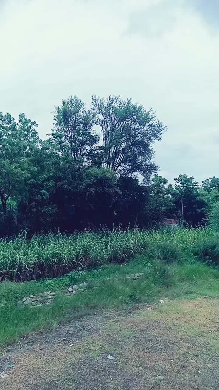 @SuryakantPanchal