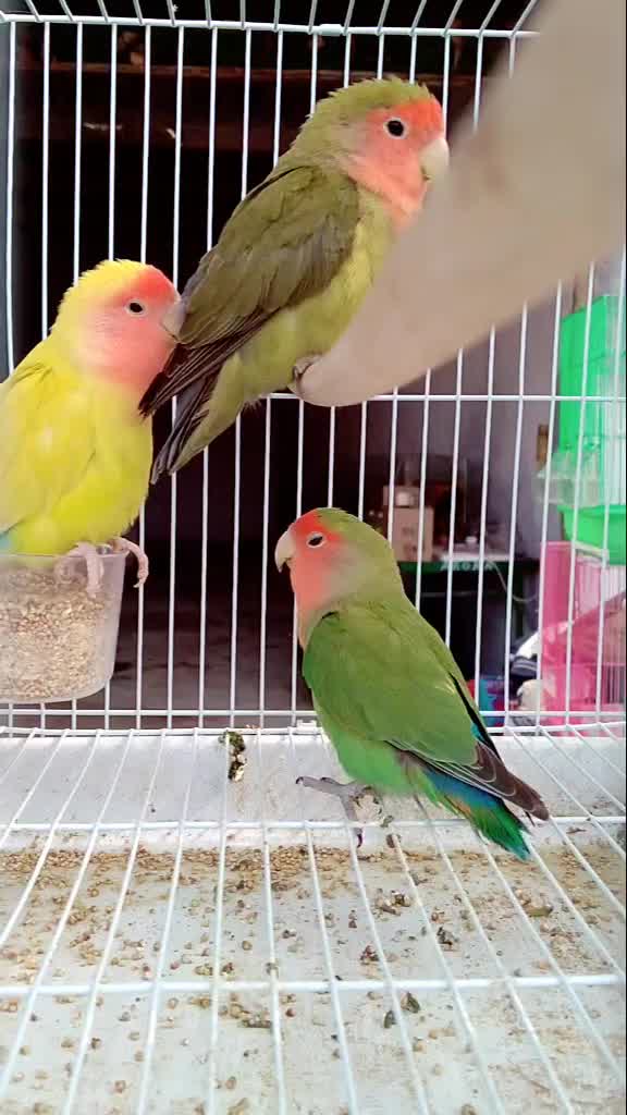 @Raj Kumar