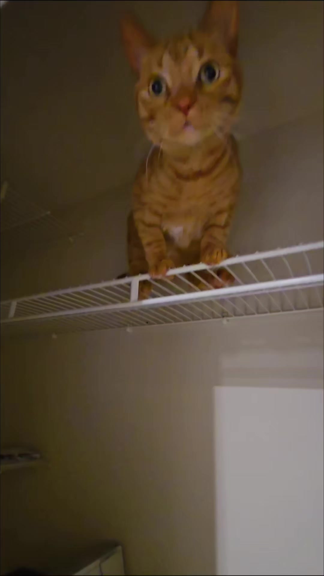 @ADVENTURE STEVE - THE CAT