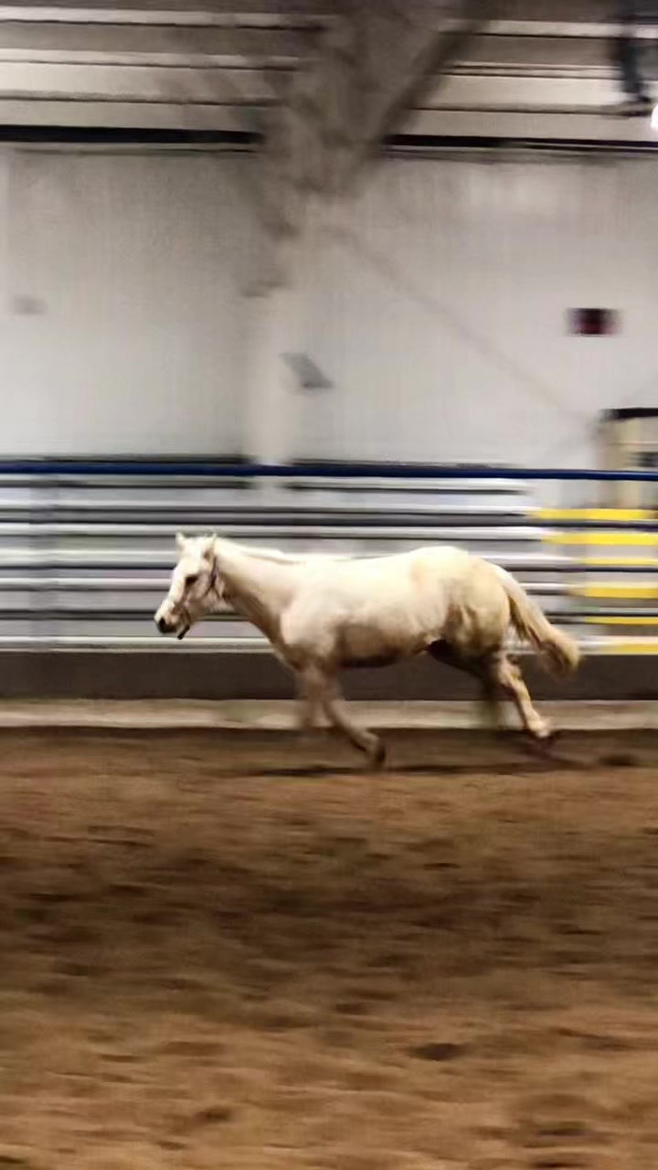 @Mindful Equine Ltd.