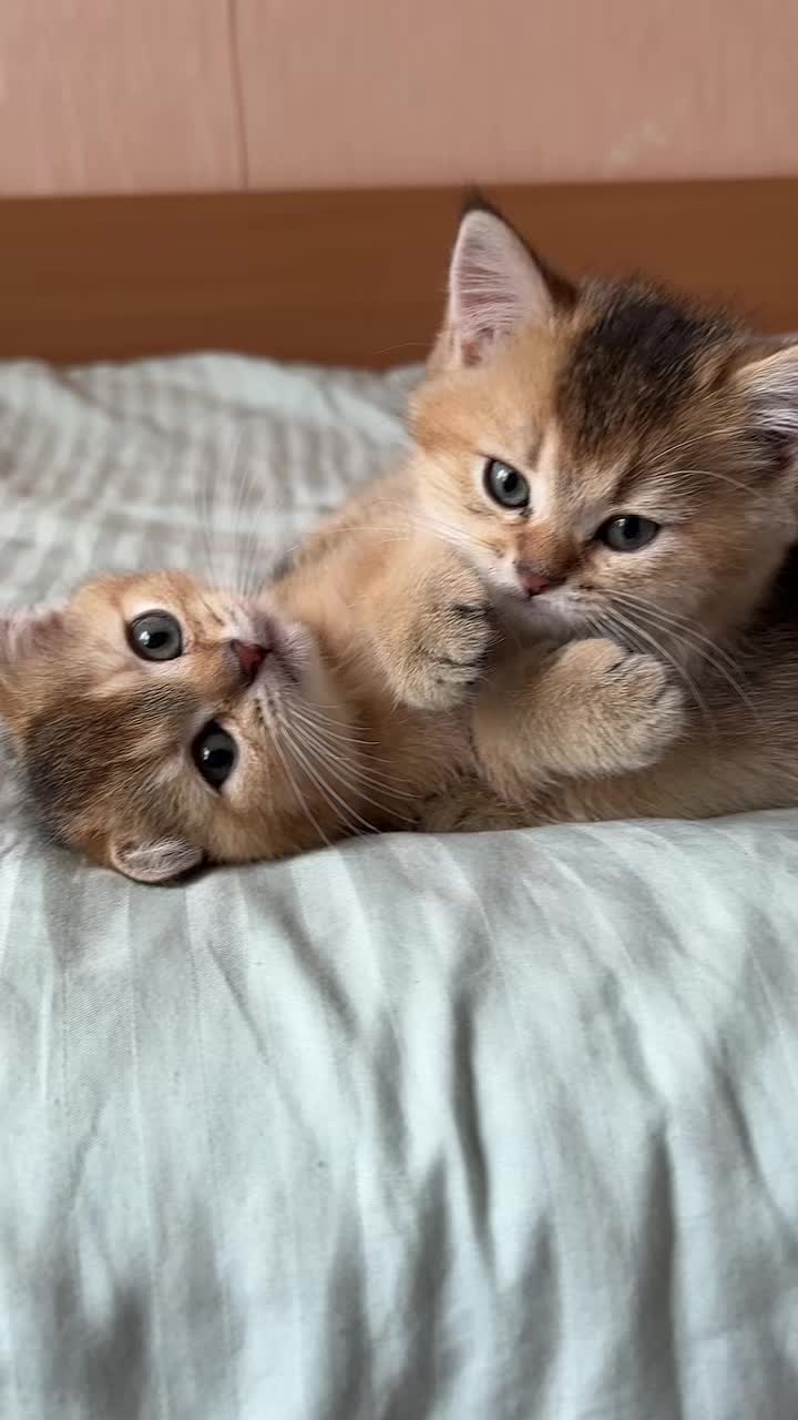 @🐈
