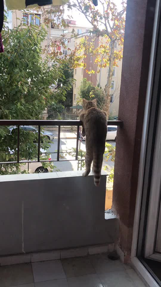 @Kedidir kedi&hearts;️