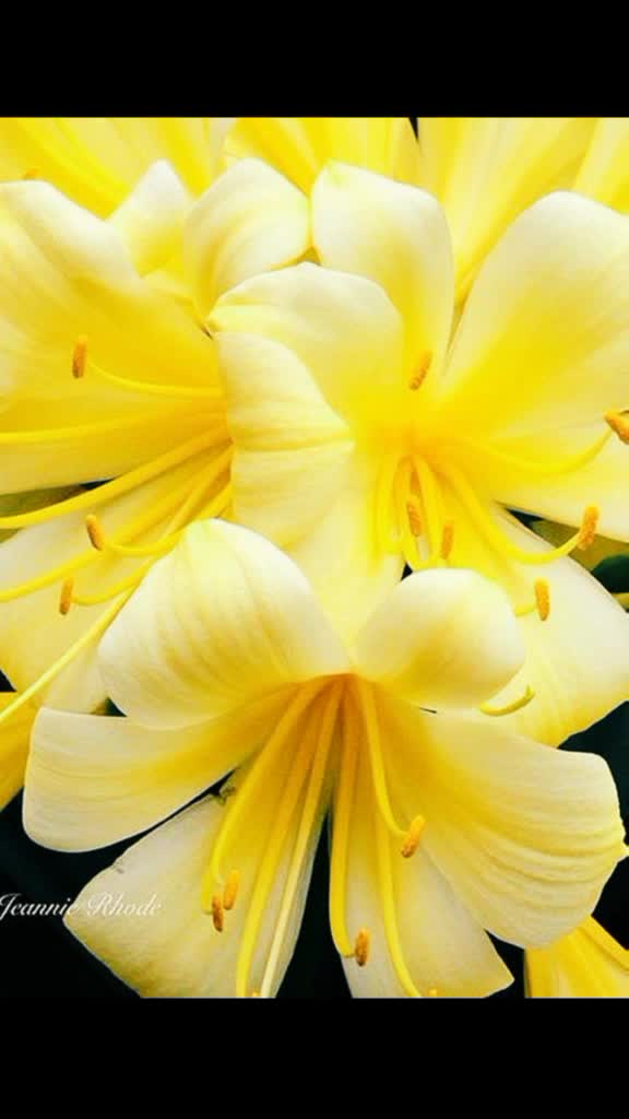 @Laxmipriya Sahoo