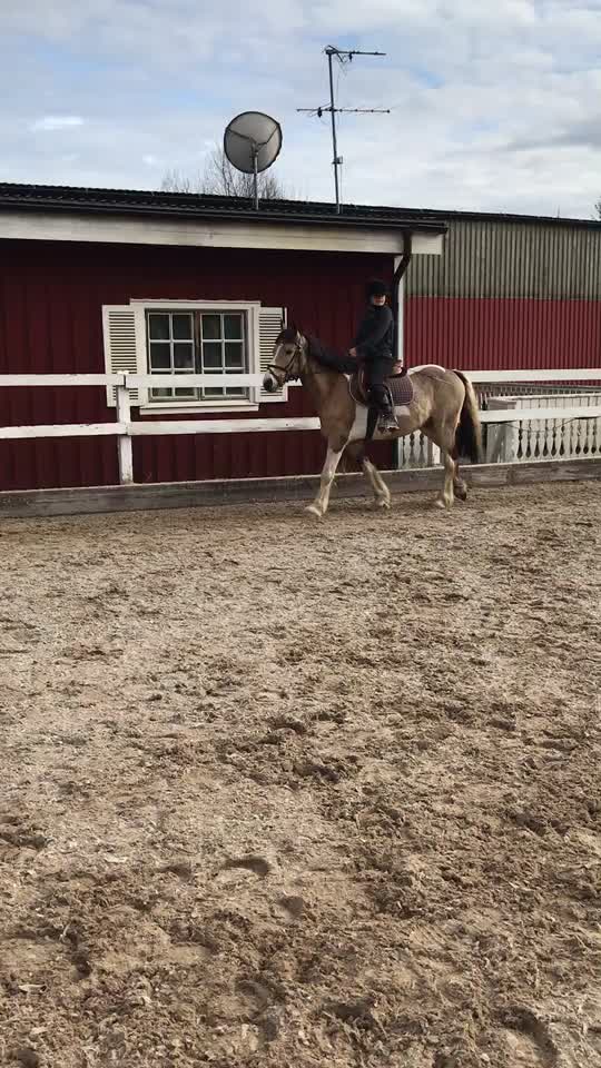 @•Equestrians•