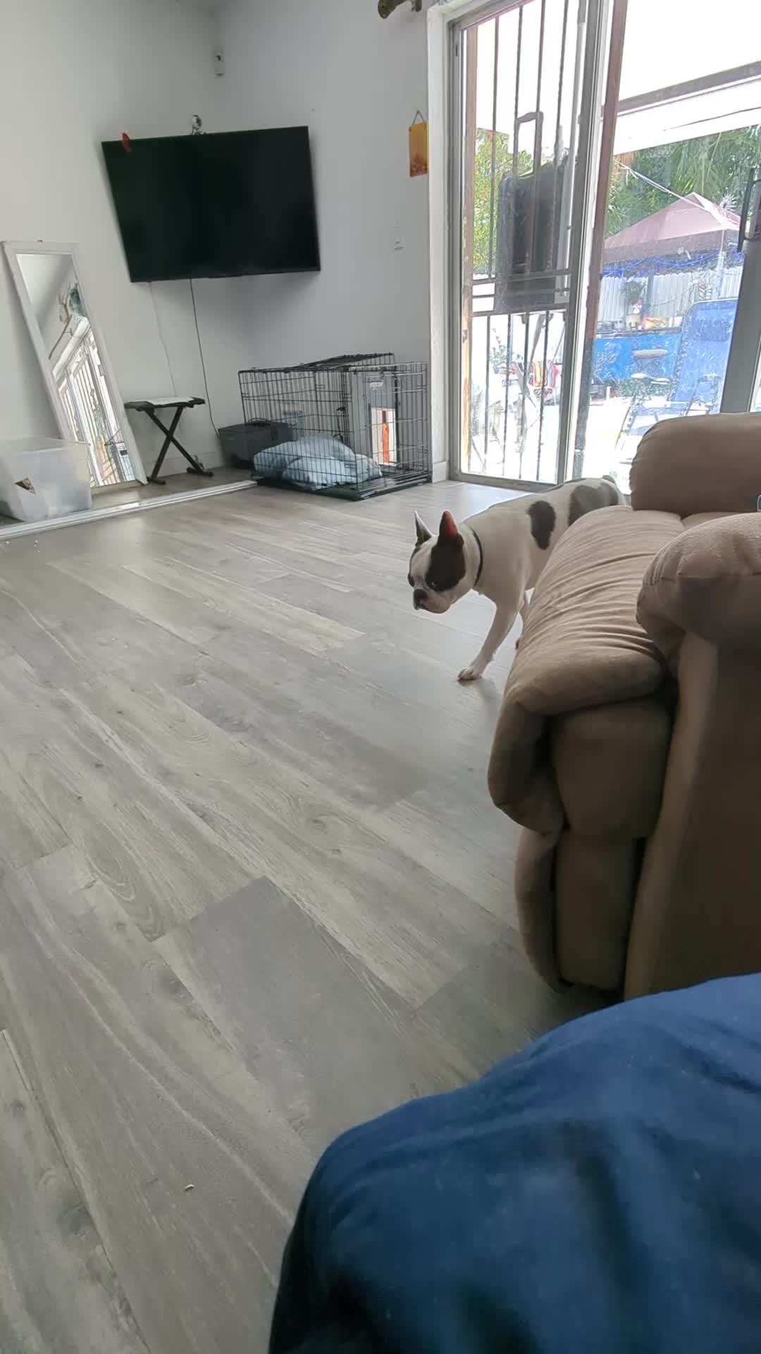 @Boston terrier
