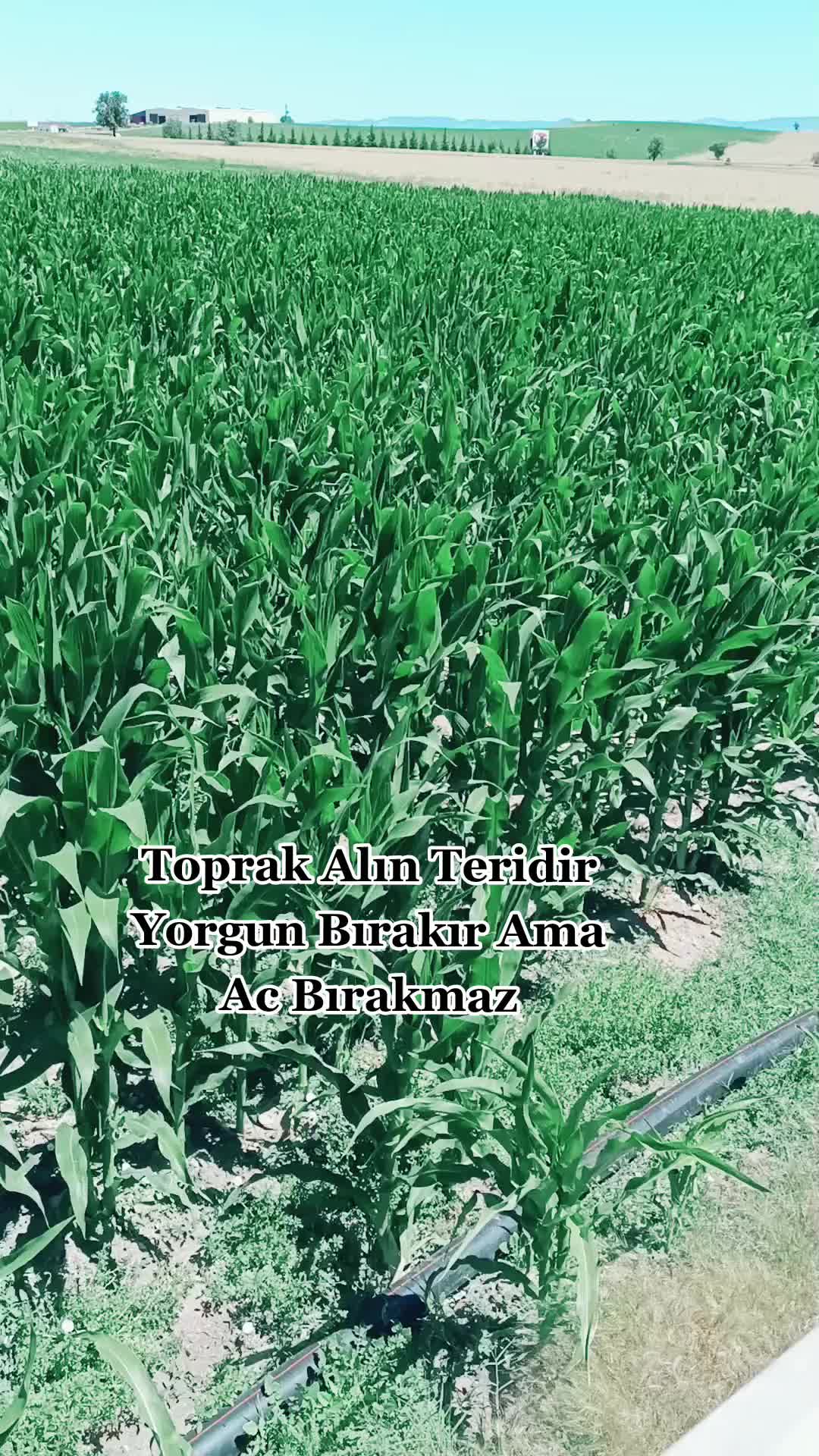 @BOZKURTLAR_TARIM.03
