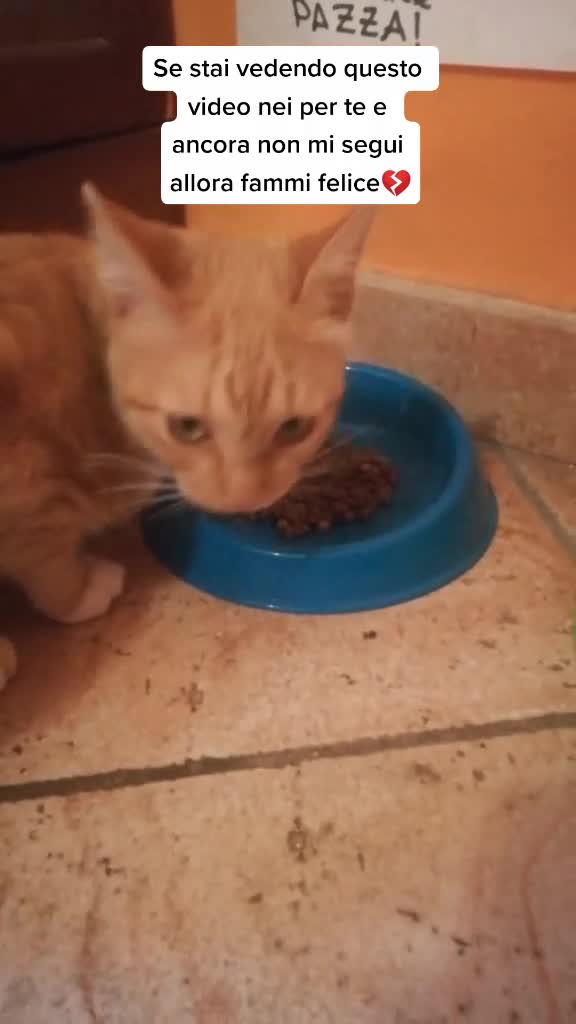 @Miele🐱🐈