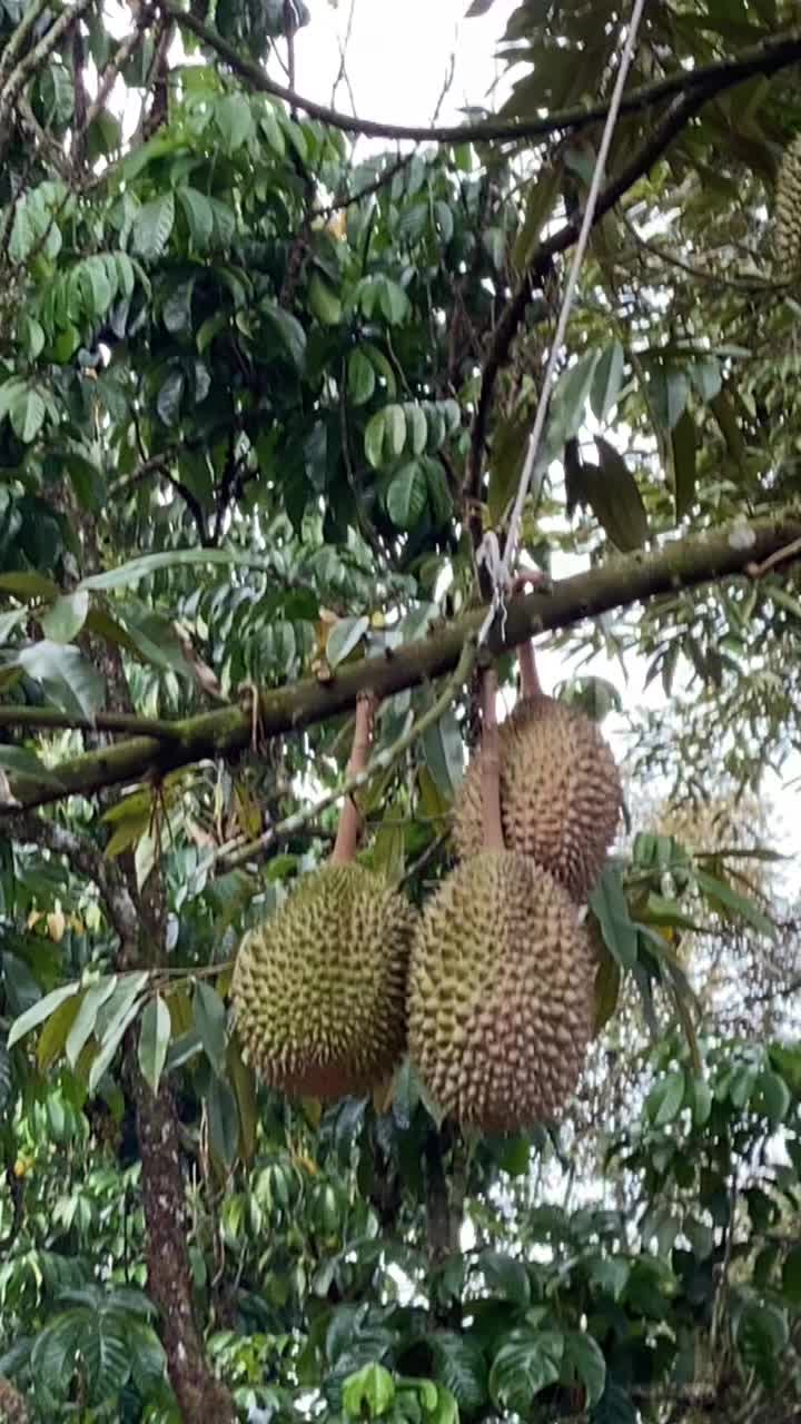 @Durian King Kaki
