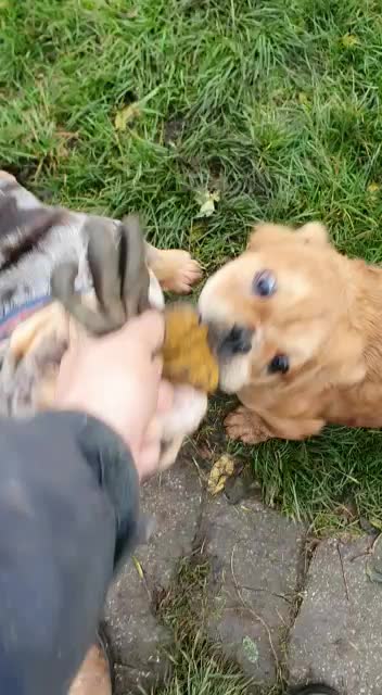 @howlvalley kennels