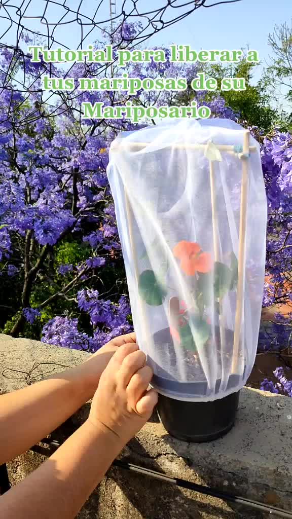 @Mariposas_EddVi