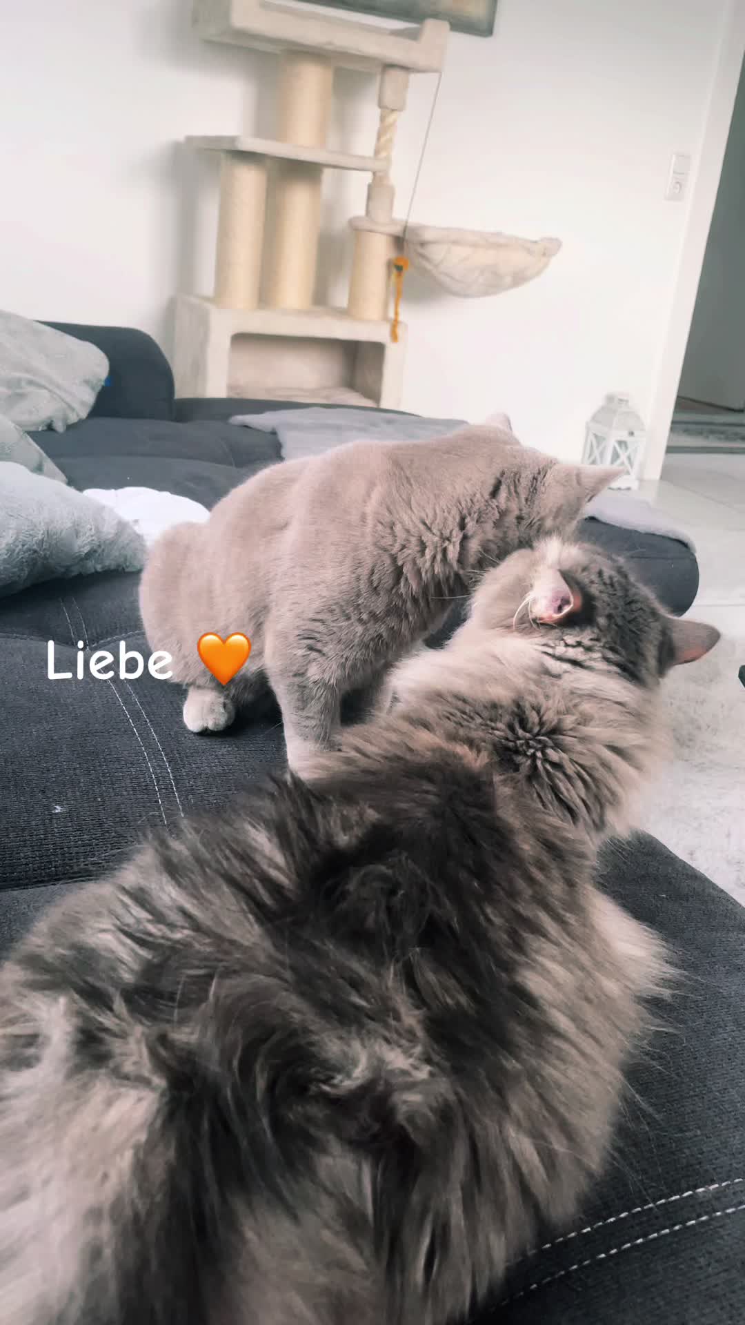 @Larisa