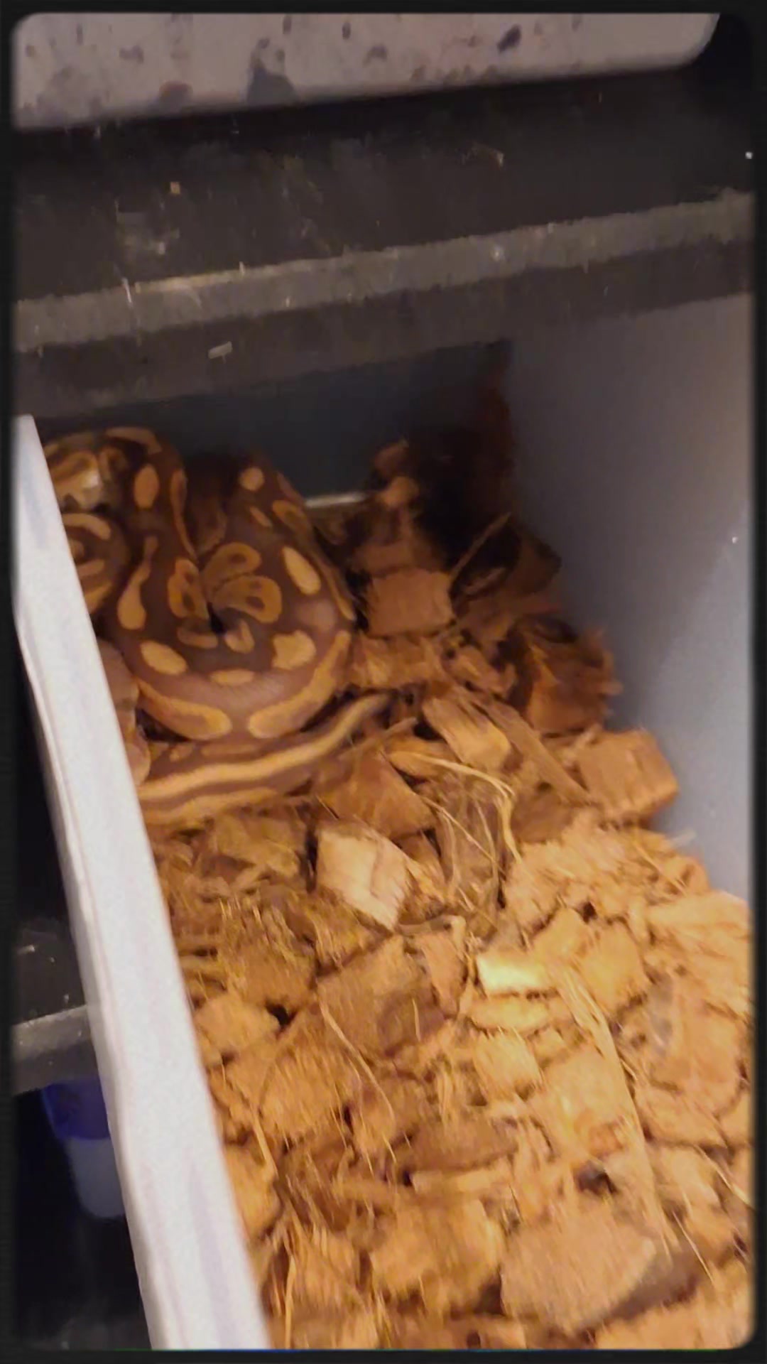 @⛓️🐍Syntr(CRR)🐍⛓️
