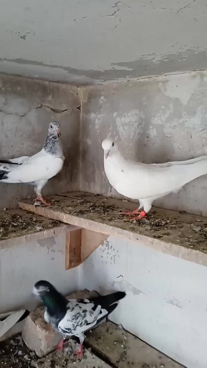 @🕊️PEGON🕊️
