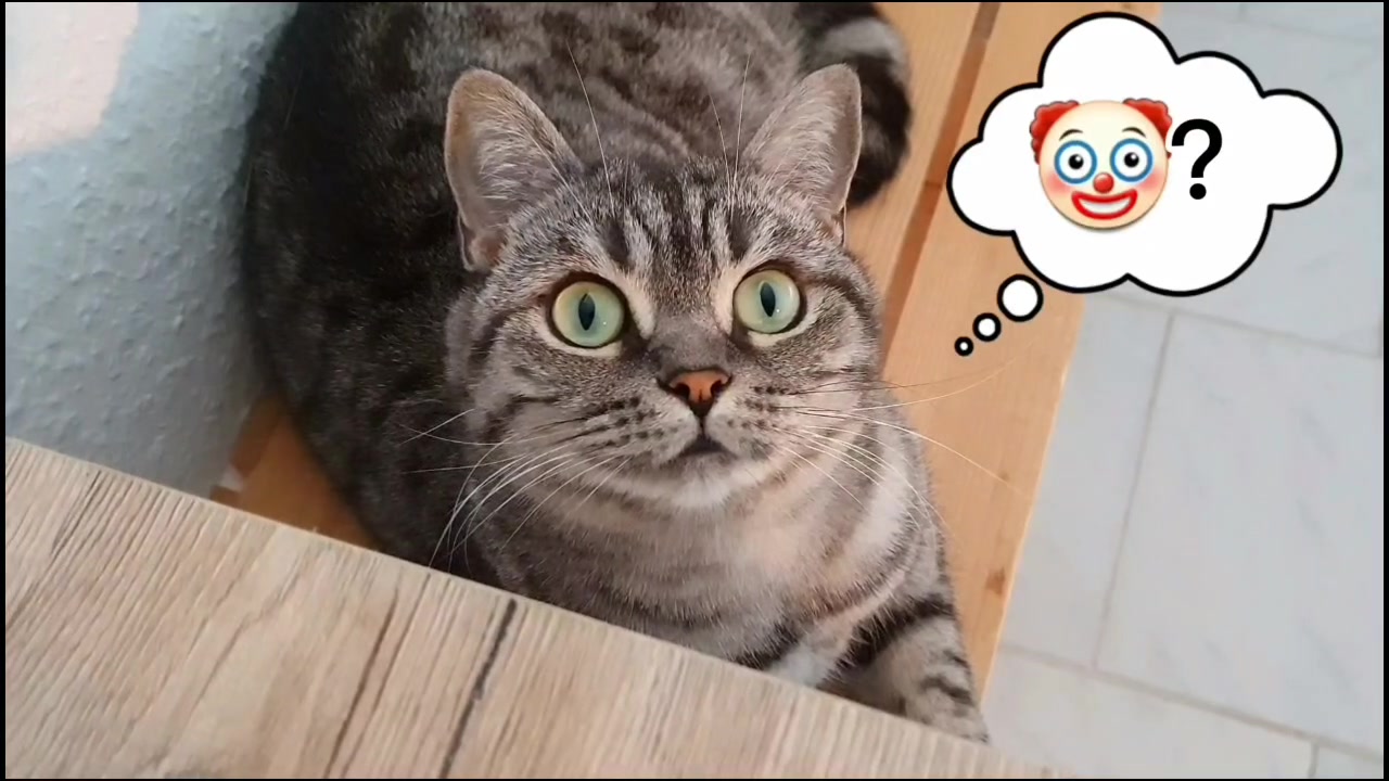 @the coconutkitty