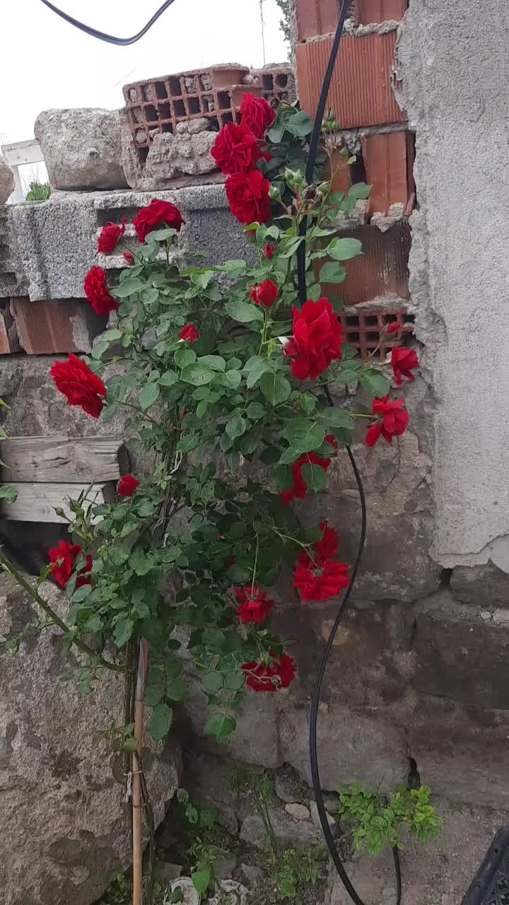 @keziban38
