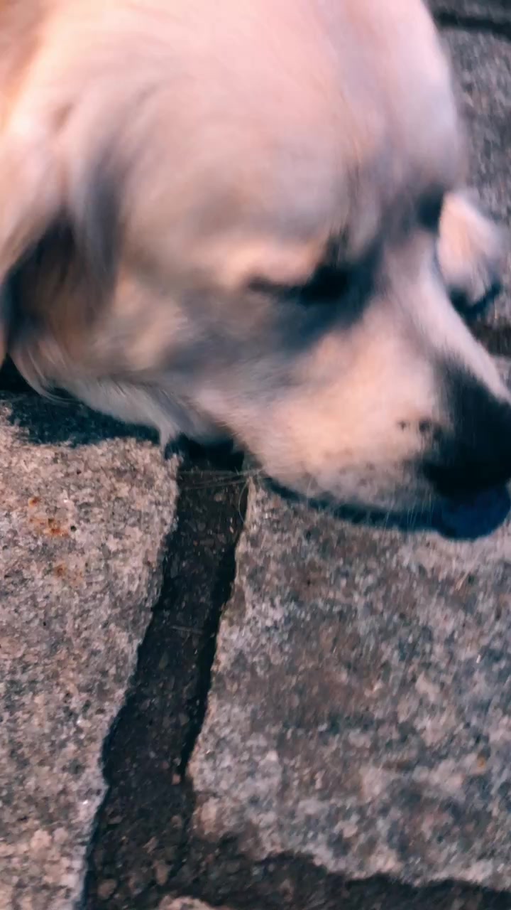 @I’m a dog
