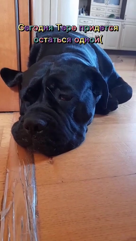 @🐶Dog_tik_tok🐶