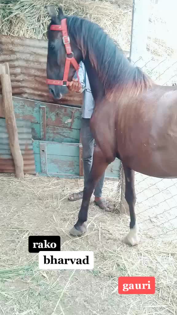 @🐴🐎નટખટ અષવાર 😉😁