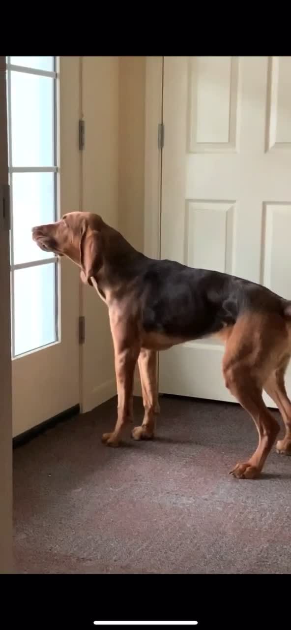 @RiverTheLiverHound