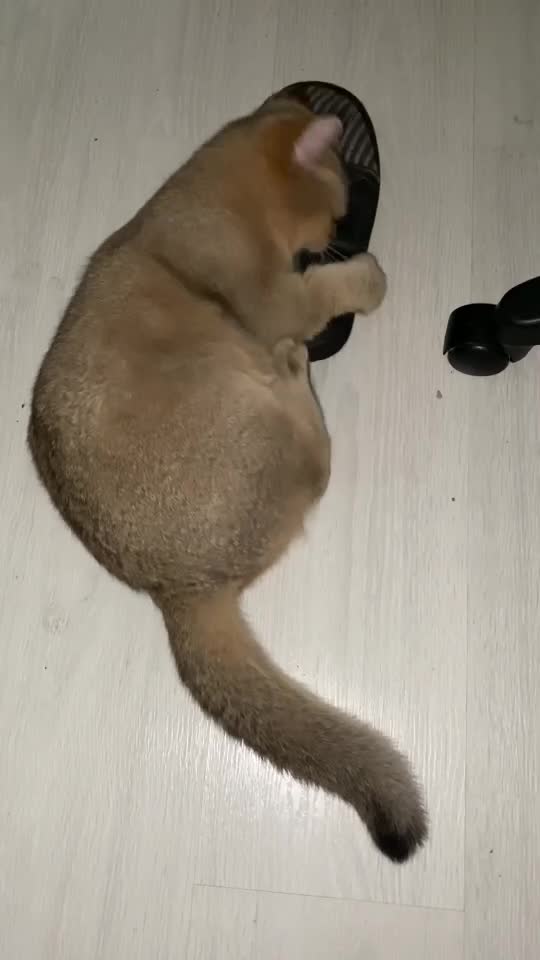 @Simba cat