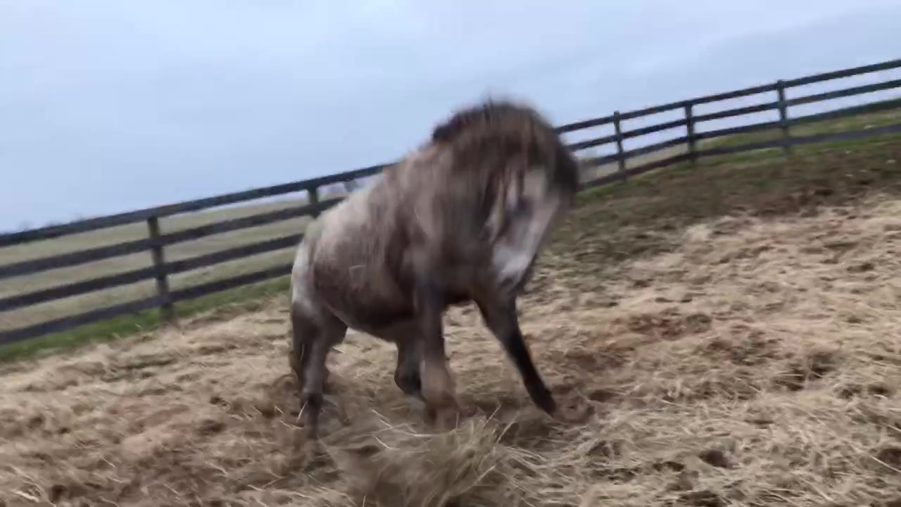 @Equine.blessings