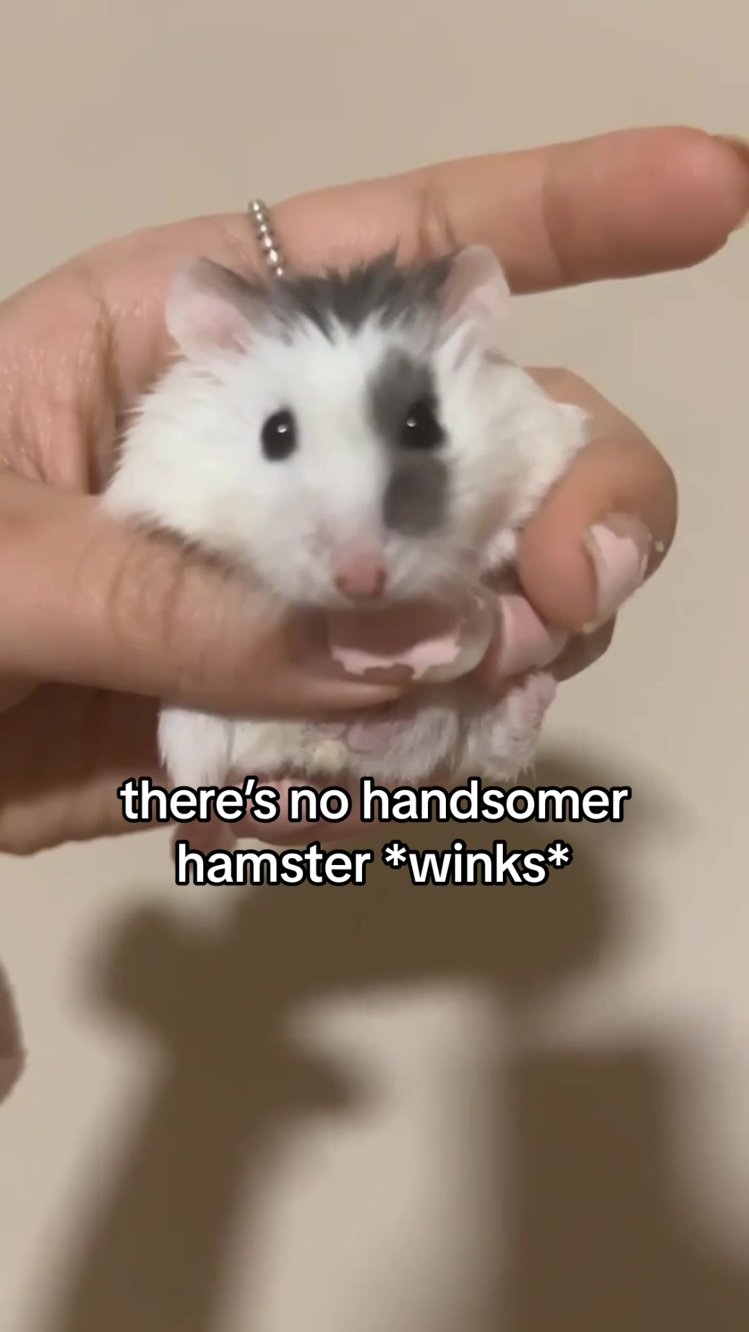 @Milkbun Hamstery 🍡