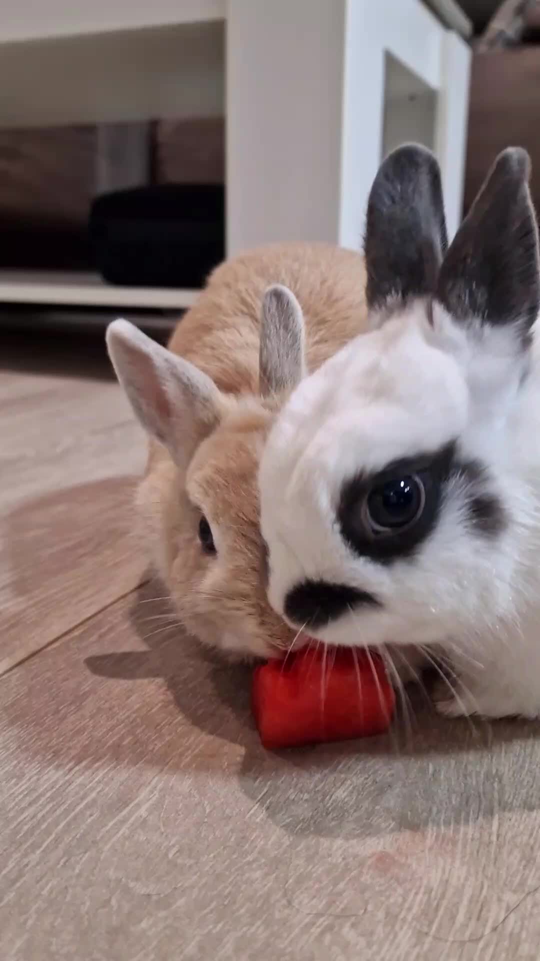@๐ฐ๐
๐บ๐
/๐๐๐
บ๐
ธ