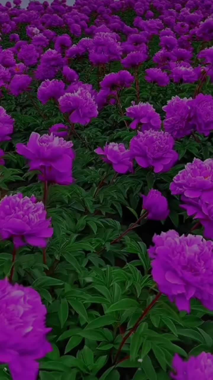 @𝓝𝓪𝓭𝓲𝓷𝓮 𝓛𝓿