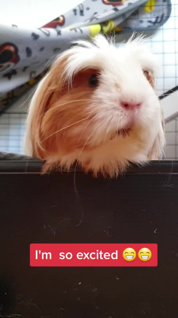 @Piggymassage