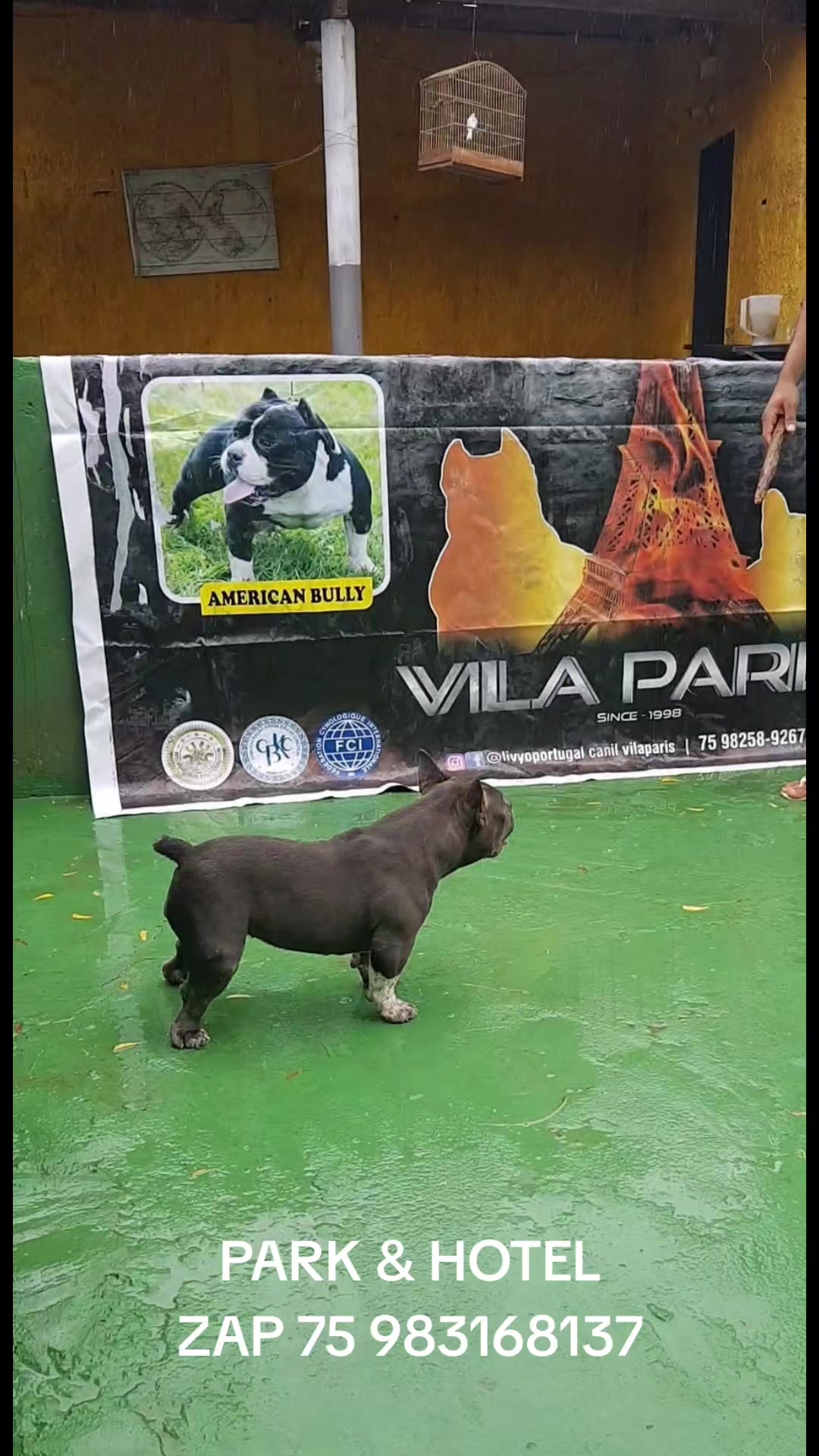 @LIVYO PORTUGAL M.V.