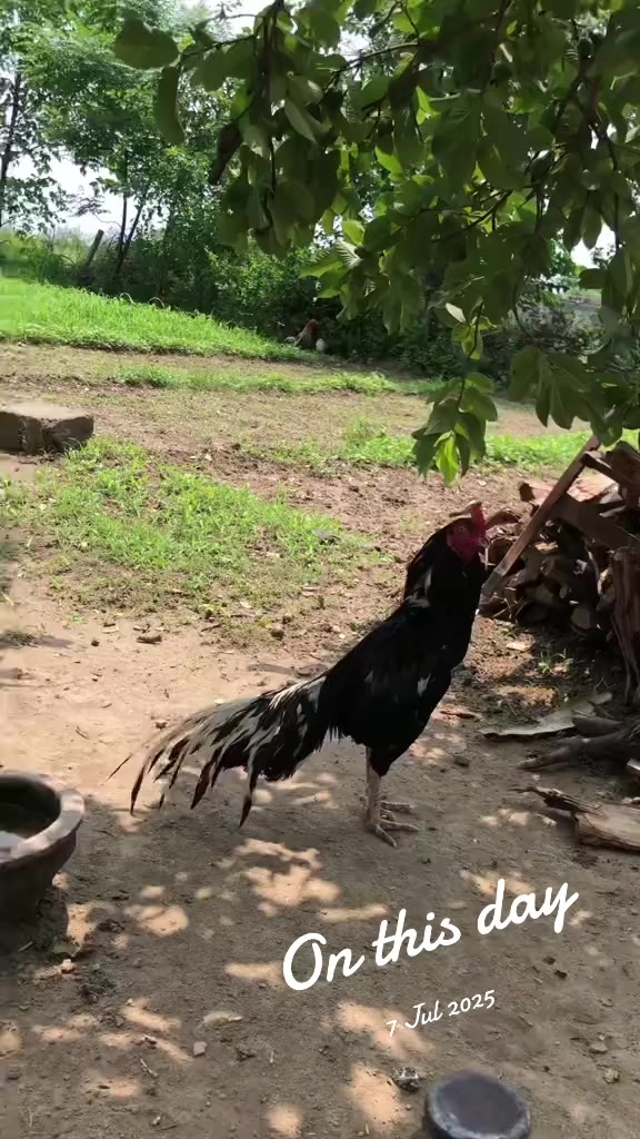 @زین راجا سجاول کا🦅