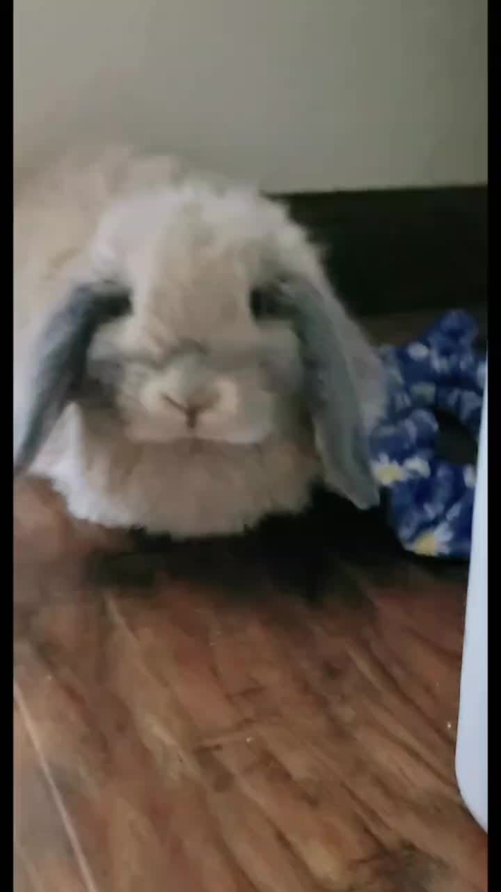 @Hunny Bunny