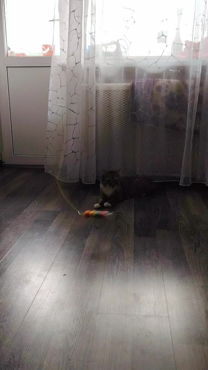 @3 друга 🦮🐱