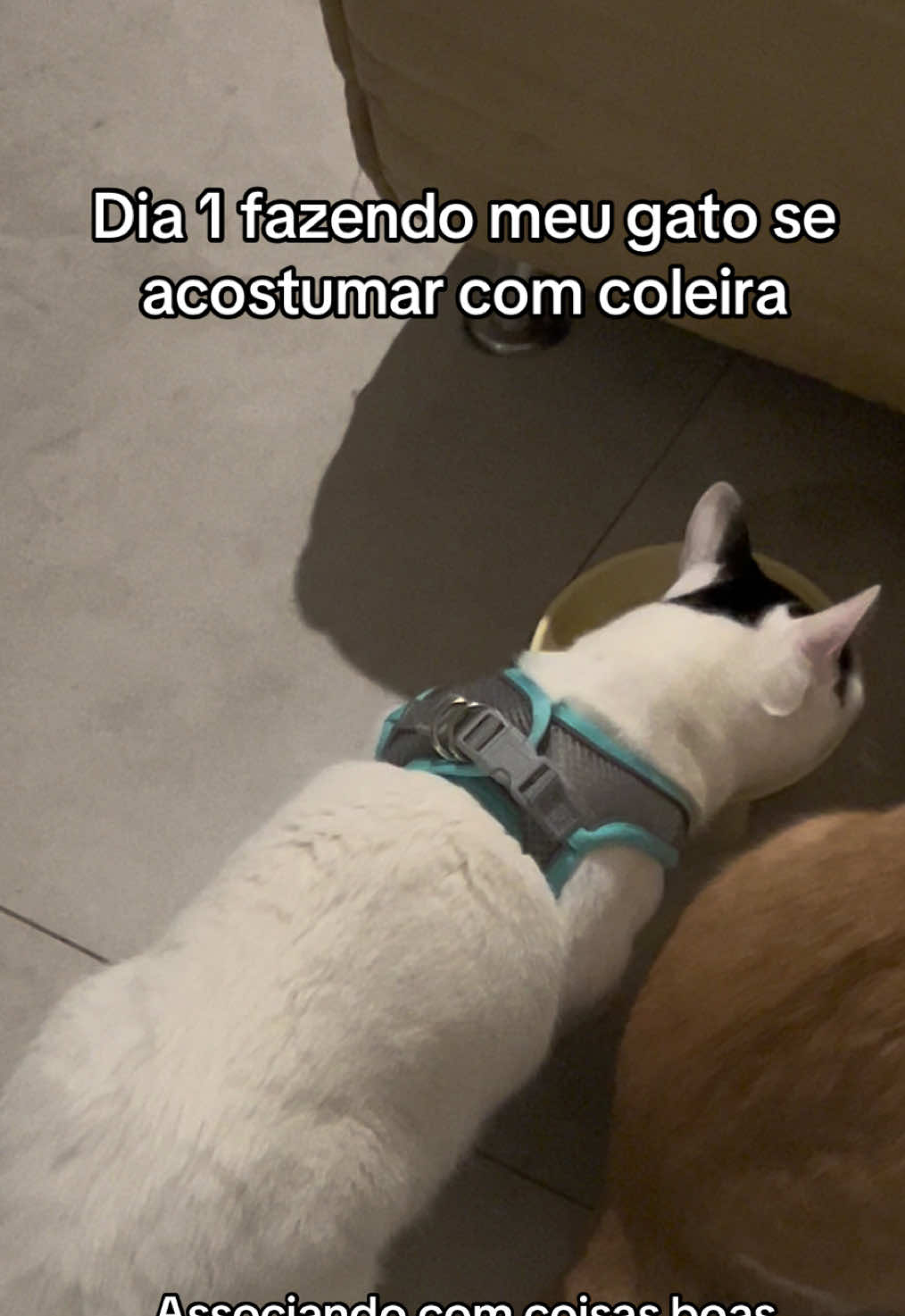 @cantinho pet