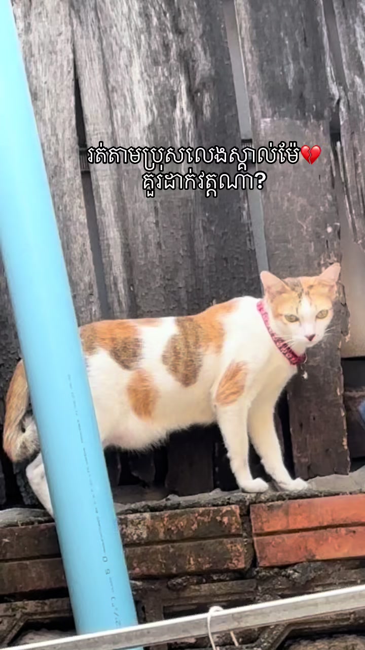 @Mew mew