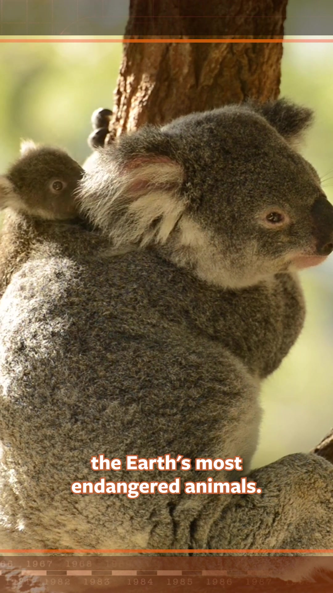@Mutual of Omaha's Wild Kingdom