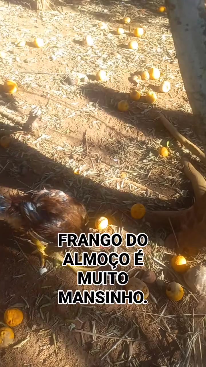 @RICARDO SILVA(GOIANO) 5151
