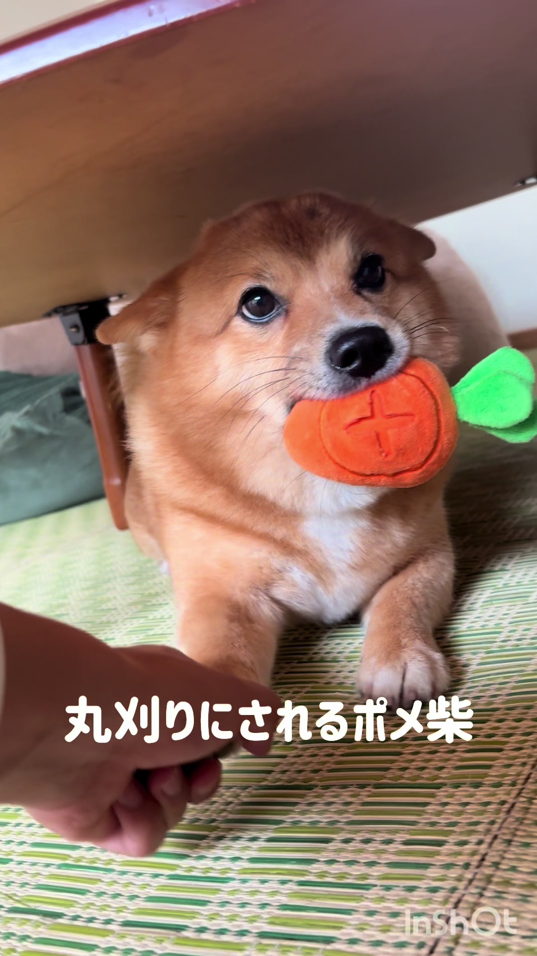 @ポメ柴もなか(もちゃ)୭