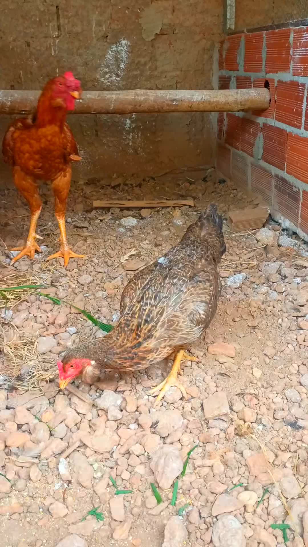 @🐔CRIAT&Oacute;RIO MZ🐓