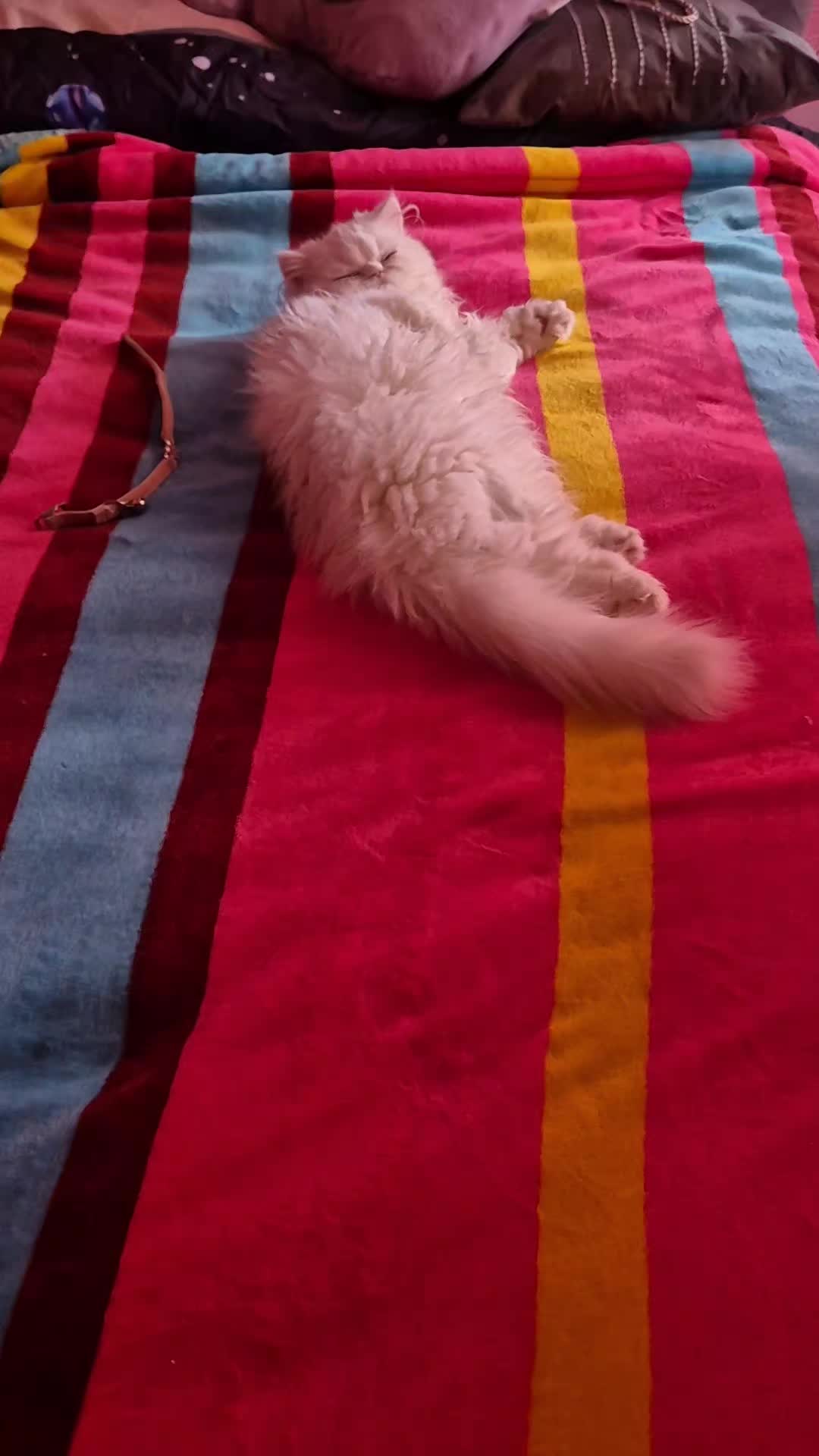 @𝓨 𝓾 𝓵 𝓶 𝓪 ❤️