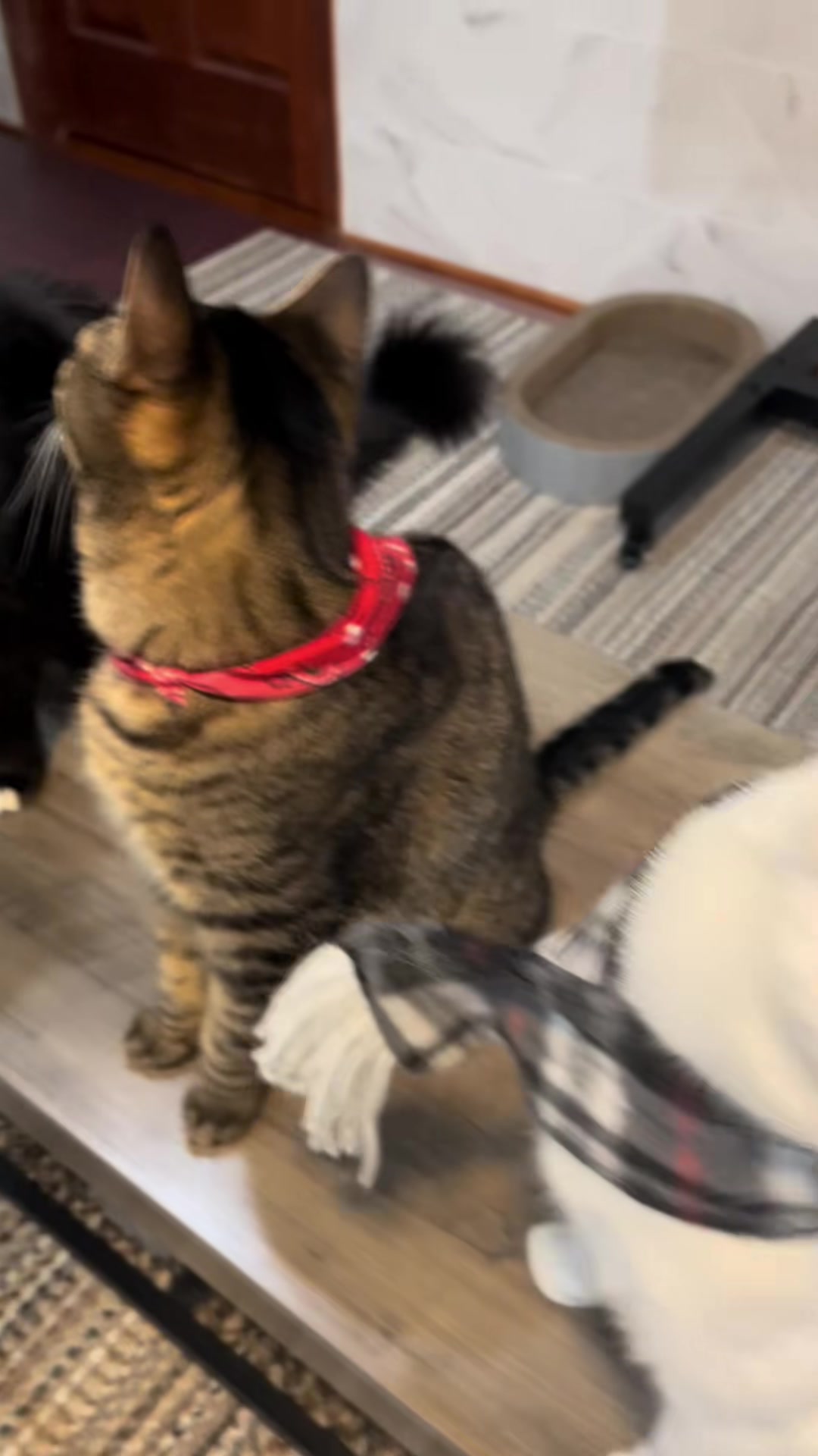 @🦖 MEOWassic World 🌎