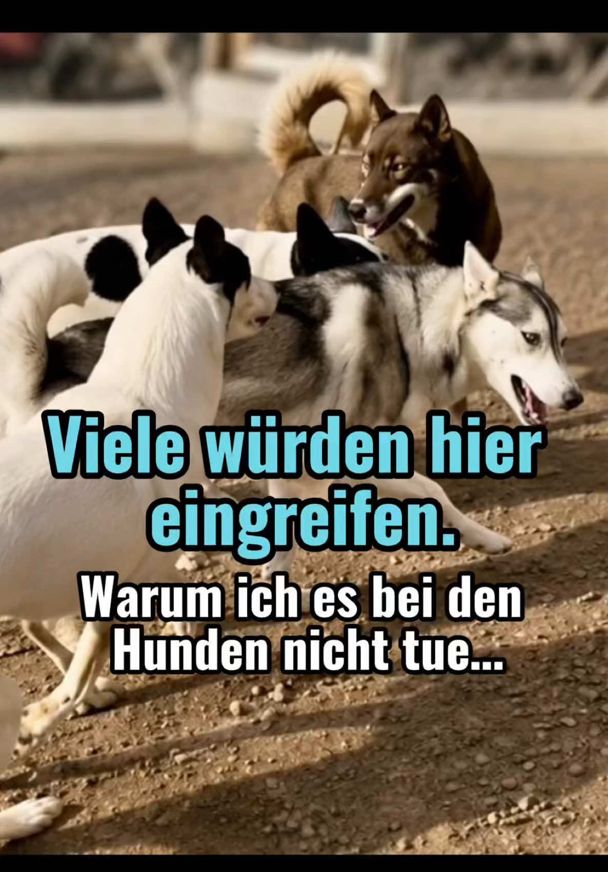 @Mehrere Hunde, ein Team!