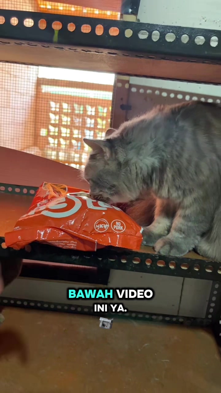 @BUMI ANABUL😺