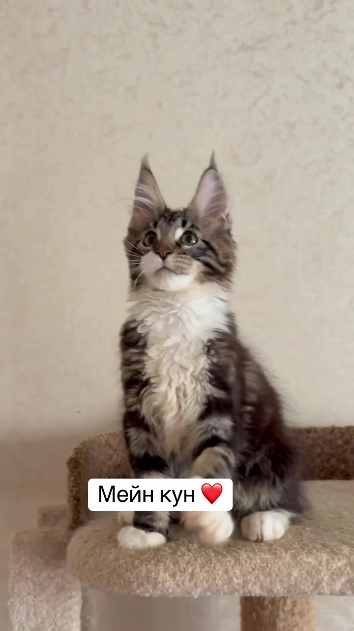 @PARAKENTOS*UA Maine coon