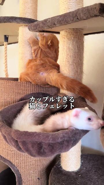 @あにまるファミリー/6猫2フェレット