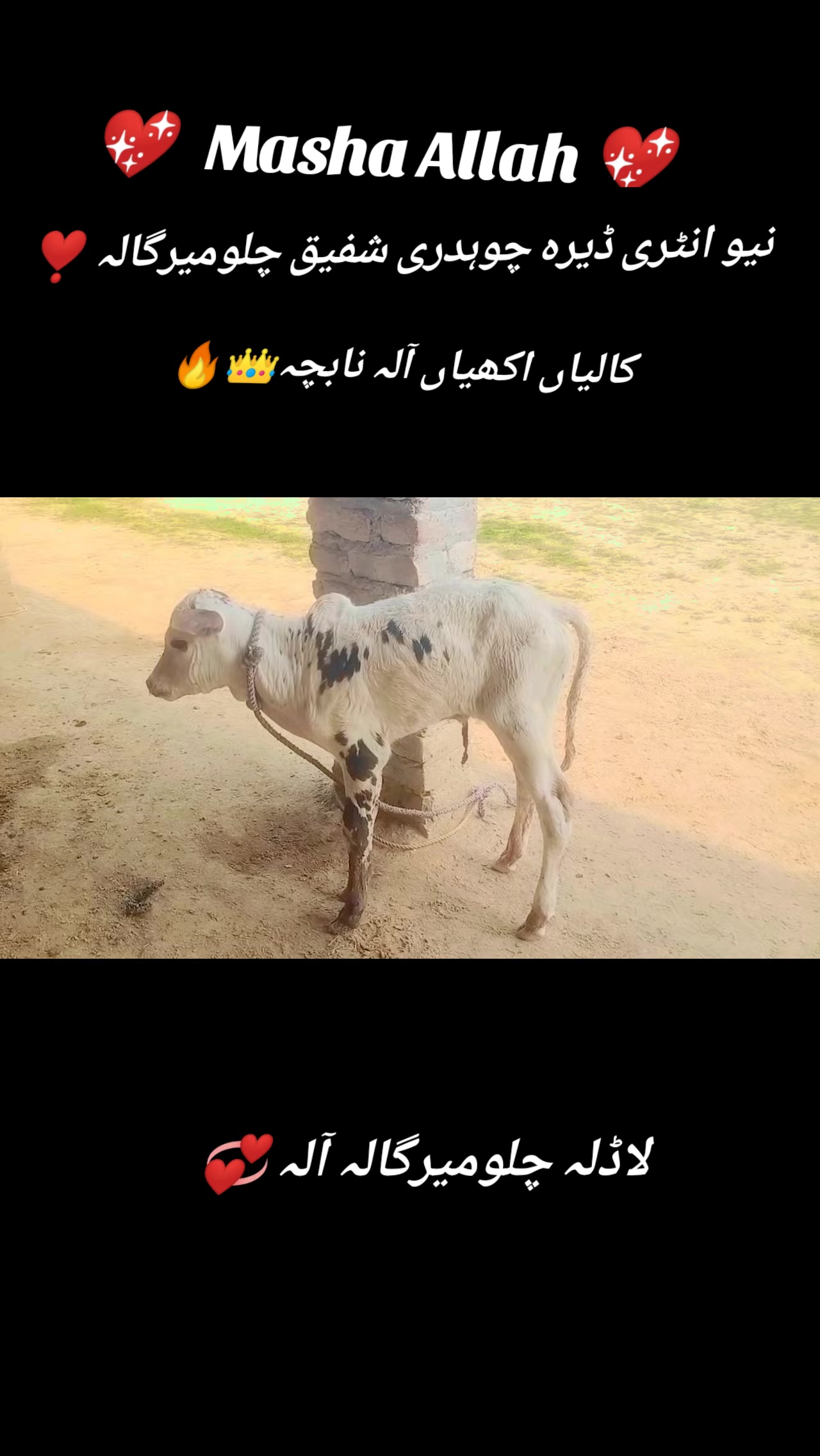 @آصف۔گجر۔چلومیرگالہ🍁
