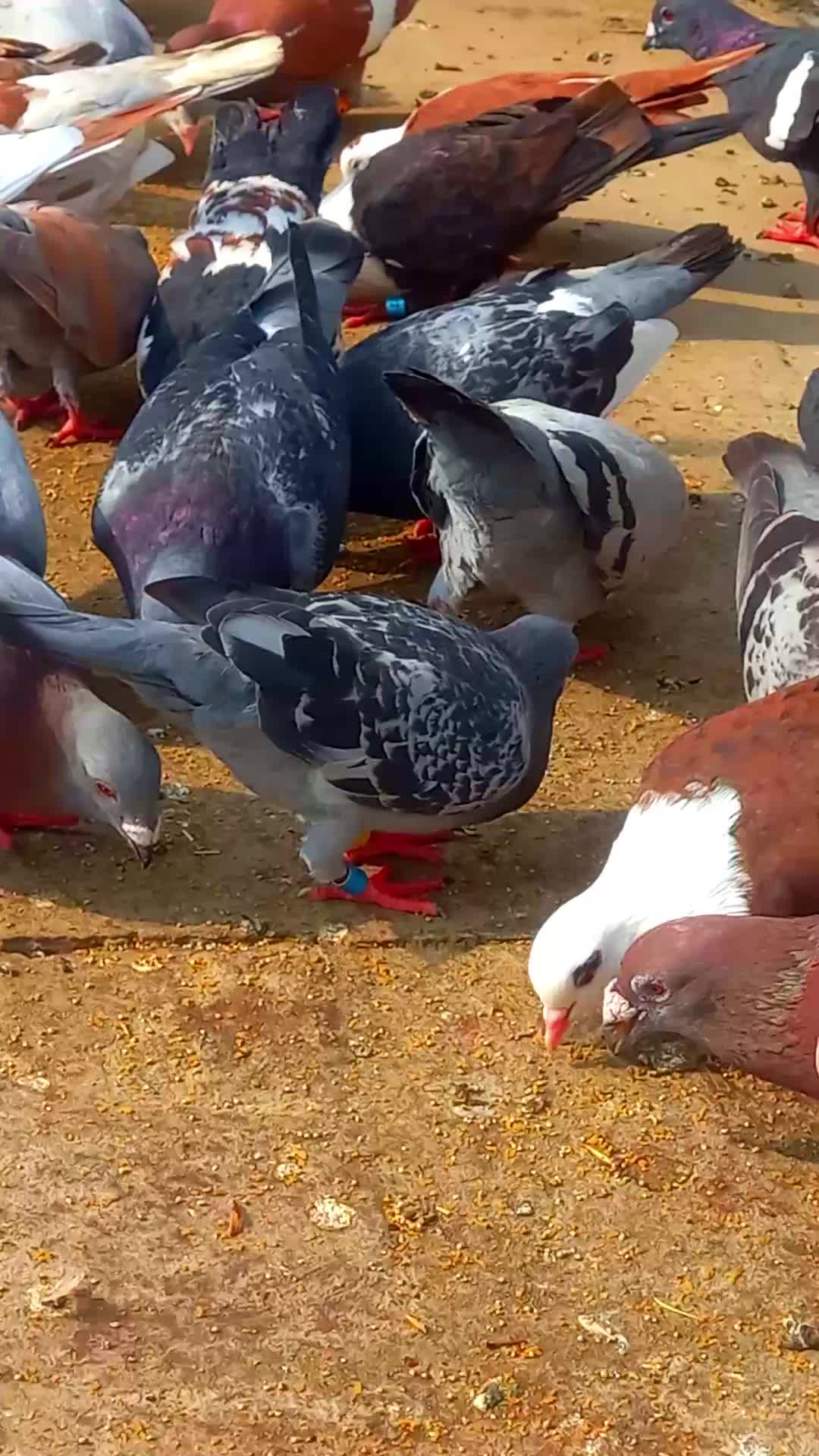 @𝑹𝒂𝒔𝒉𝒊𝒅 𝑻𝒂𝒃𝒂𝒔𝒔𝒖𝒎